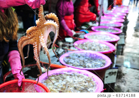 魚市場 タコ 水産市場 63714188