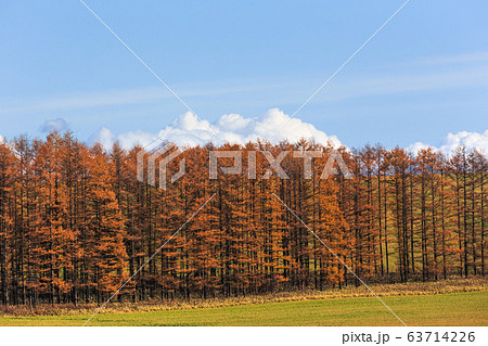 日本の北海道東部・上士幌町付近、秋の風景 63714226