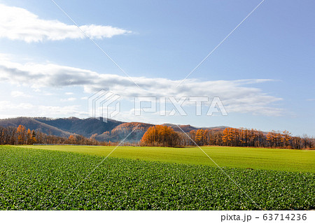 日本の北海道東部・上士幌町付近、秋の風景 日本の北海道東部・上士幌町付近、秋の風景 63714236