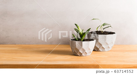 Home gardening landscaping. Various green plants in decorative gray pots on a wooden table. Copy space banner. 63714552