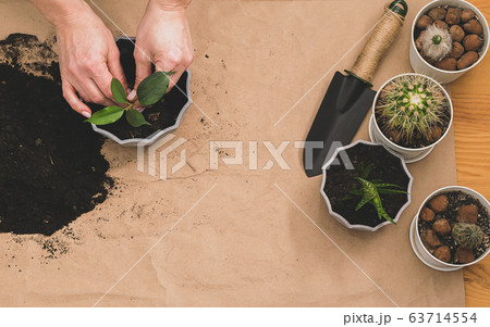 A woman holds in her hands green sprout of houseplant for planting in a pot. The concept of home gardening landscaping 63714554