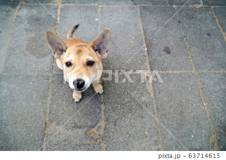 Stray Dog Stray Dog 63714615
