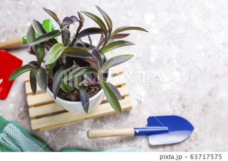 Gardening tools on light background with house plant and gloves,top view Gardening tools on light background with house plant and gloves,top view 63717575