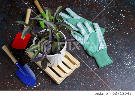 Gardening tools on dark background with house plant and gloves,top view Gardening tools on dark background with house plant and gloves,top view 63718045