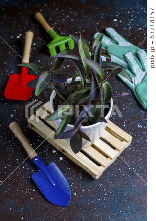 Gardening tools on dark background with house plant and gloves,top view Gardening tools on dark background with house plant and gloves,top view 63718157