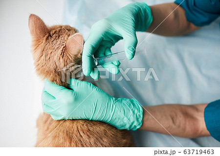 Vet doctor making vaccination Vet doctor making vaccination 63719463