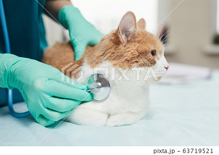 Doctor examining the pet 63719521