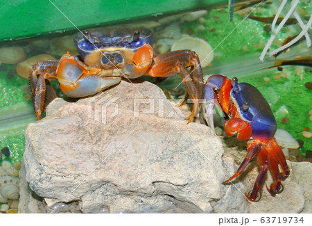 Rainbow crab (Latin. Cardisoma armatum) Rainbow crab (Latin. Cardisoma armatum) 63719734