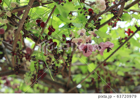 アケビの花 63720979