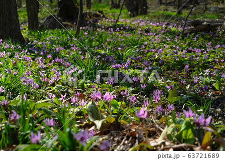 3月　佐野49ｶﾀｸﾘの群落自生地･万葉自然公園かたくりの里 63721689