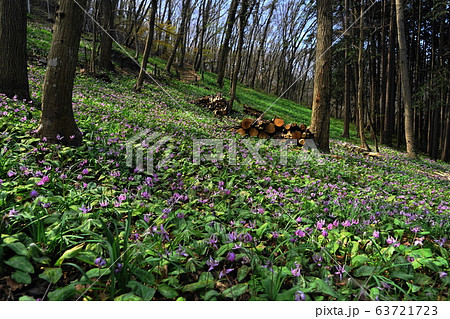 3月　佐野29ｶﾀｸﾘの群落自生地･万葉自然公園かたくりの里 63721723