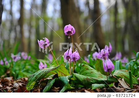 3月 佐野30カタクリの群落自生地・万葉自然公園かたくりの里 3月 佐野30カタクリの群落自生地・万葉自然公園かたくりの里 63721724