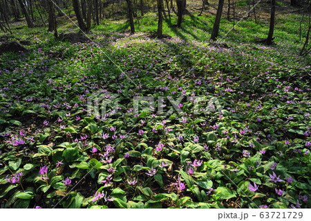 3月 佐野24カタクリの群落自生地・万葉自然公園かたくりの里 3月 佐野24カタクリの群落自生地・万葉自然公園かたくりの里 63721729