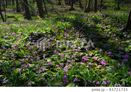 3月　佐野20ｶﾀｸﾘの群落自生地･万葉自然公園かたくりの里 63721733