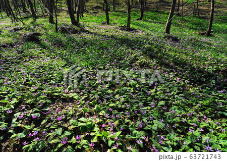 3月　佐野11ｶﾀｸﾘの群落自生地･万葉自然公園かたくりの里 63721743