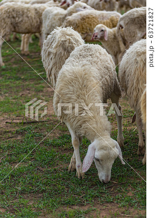 Group of sheeps strolling and eating grass on farmland Group of sheeps strolling and eating grass on farmland 63721827