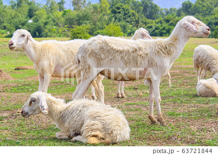 Group of white sheeps grazing on green pasture Group of white sheeps grazing on green pasture 63721844
