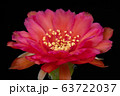 Blooming red color flower 63722037