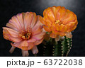 Blooming orange color flower 63722038