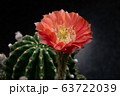 Blooming red color flower 63722039