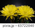 Blooming yellow color flower 63722040
