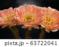 Blooming orange color flower 63722041