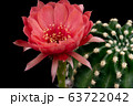 Blooming pink color flower 63722042