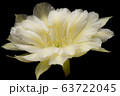 Blooming white color flower 63722045