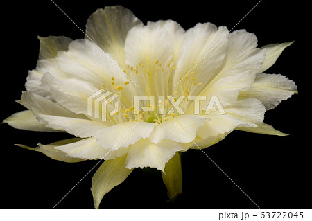 Blooming white color flower 63722045