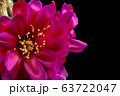 Blooming hot-pink color flower 63722047