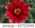 Blooming red color flower 63722048