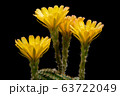 Blooming yellow color flower 63722049