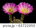 Blooming pink color flower 63722050