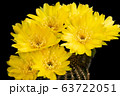 Blooming yellow color flower 63722051