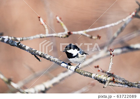 ヒガラ 野鳥 ヒガラ 野鳥 63722089