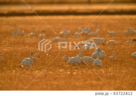 東庄の白鳥 63722812