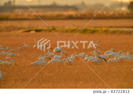 東庄の白鳥 63722813