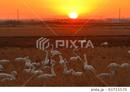 東庄の白鳥 63723570