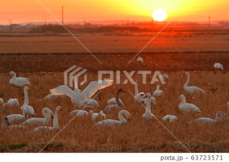 東庄の白鳥 63723571