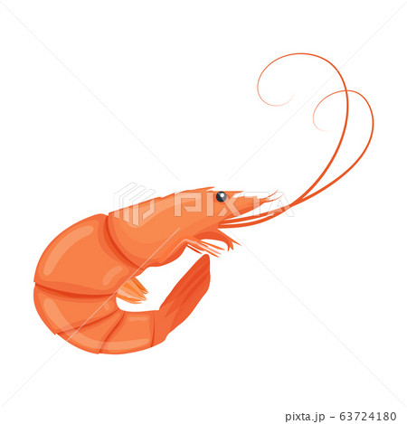 Boiled shrimp. Cooked tiger prawn. Shrimp isolated Boiled shrimp. Cooked tiger prawn. Shrimp isolated 63724180