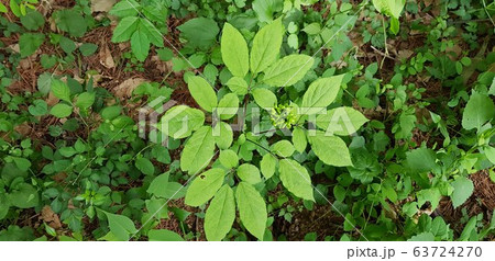 山参 高麗人参 サンヤンサム 63724270