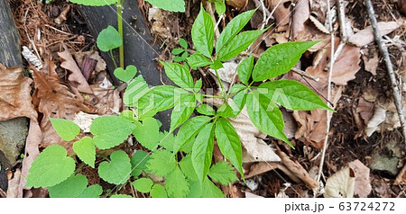 山参 高麗人参 サンヤンサム 63724272