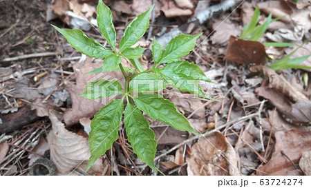 山参 高麗人参 サンヤンサム 63724274