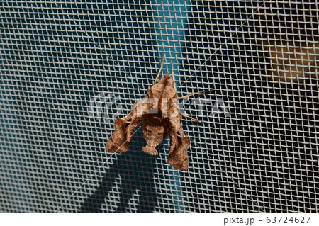 網戸に止まる、ホシヒメホウジャク 網戸に止まる、ホシヒメホウジャク 63724627