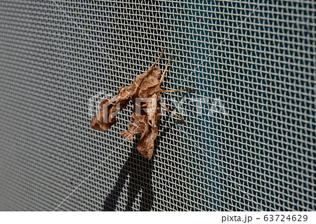 ホシヒメホウジャク 1匹 ホシヒメホウジャク 1匹 63724629