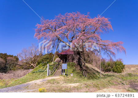 福島県　郡山市　上石の不動ザクラ 63724891