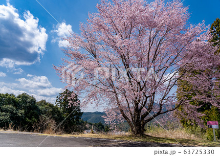 三重県　熊野市　早咲きの新種桜　クマノザクラ 63725330