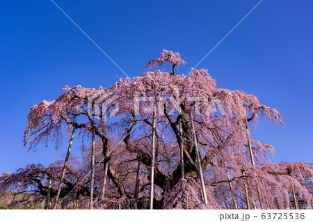 福島県 三春滝桜 福島県 三春滝桜 63725536