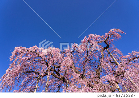 福島県 三春滝桜 福島県 三春滝桜 63725537