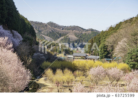 埼玉県 桃源郷／春爛漫ののどかな風景の写真素材 [63725599] - PIXTA